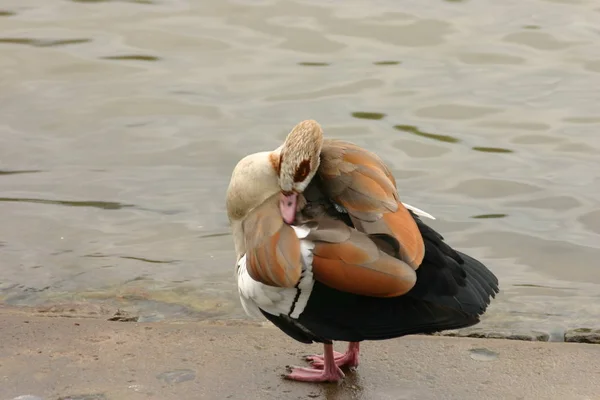 大自然における鳥類の景観 — ストック写真