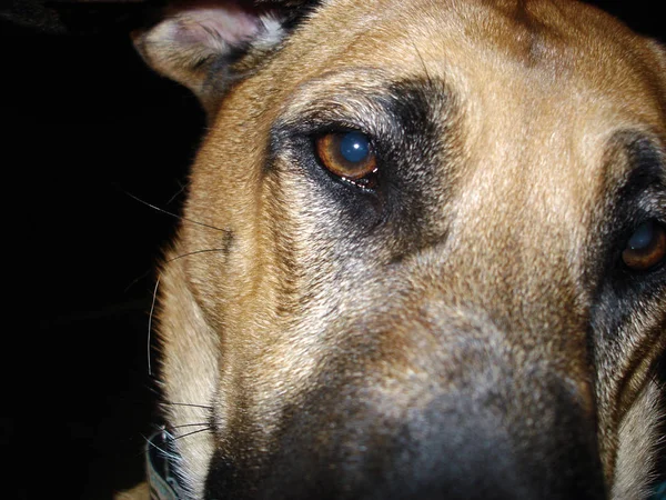 Portait Animal Estimação Cão Bonito — Fotografia de Stock