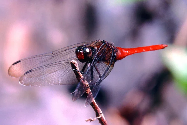 Closeup Tilikan Makro Dari Serangga Capung — Stok Foto