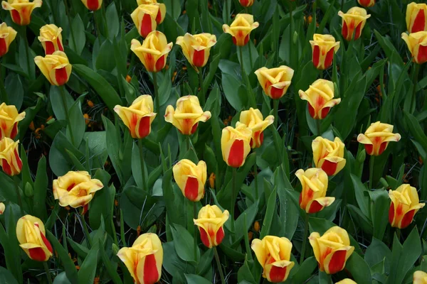 Hermosos Tulipanes Primavera Flores Flora — Foto de Stock