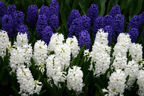 Blommande Hyacinter Holland — Stockfoto