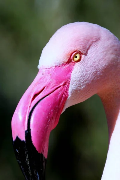 Portret Van Een Flamingo Natuurlijke Vogel Achtergrond — Stockfoto