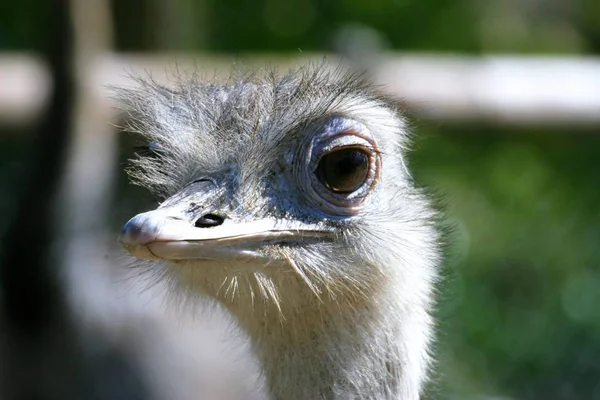 ダチョウの鳥野生生物 — ストック写真