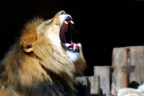 Encerramento Animais Jardim Zoológico — Fotografia de Stock