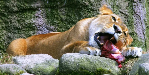 Close Uitzicht Smakelijk Lekker Vlees — Stockfoto