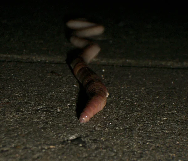 Regenwurm Raupenwurm Bodenlebewesen — Stockfoto