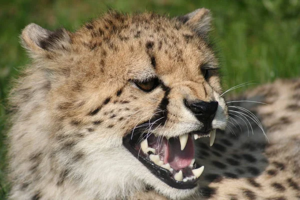 Dostrzeżony Gepard Drapieżnik Wielki Kot — Zdjęcie stockowe