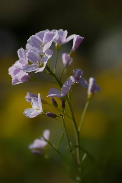 Krásný Botanický Záběr Přírodní Tapety — Stock fotografie