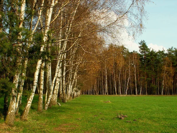 Gyönyörű Kilátás Nyílik Természetre — Stock Fotó