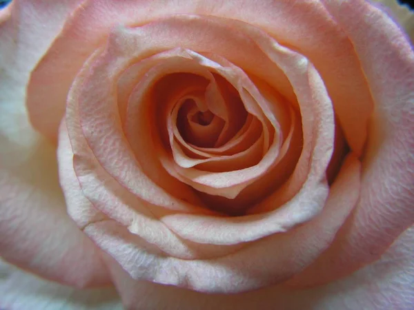 Fondo Colorido Para Tarjeta Del Día San Valentín — Foto de Stock