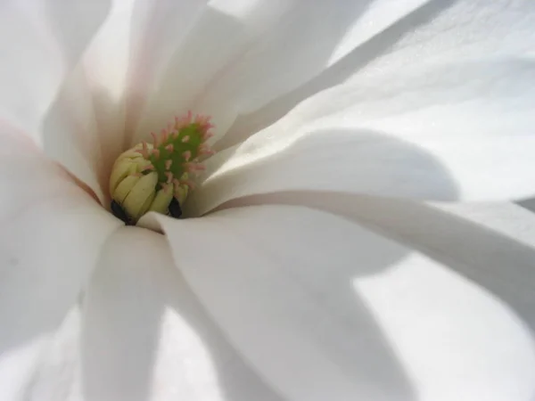 Квіти Магнолії Цвітуть Пелюстки Весняної Флори — стокове фото