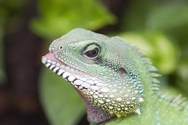 Wildtier Eidechse Reptil — Stockfoto