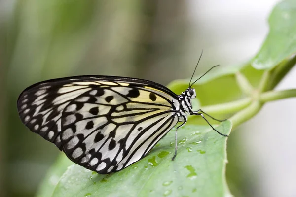 Primer Plano Error Naturaleza Salvaje — Foto de Stock