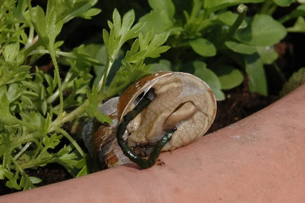 Elica Mollusco Chiocciola Animale Guscio — Foto Stock