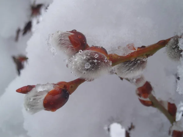 Vista Una Escena Invierno — Foto de Stock