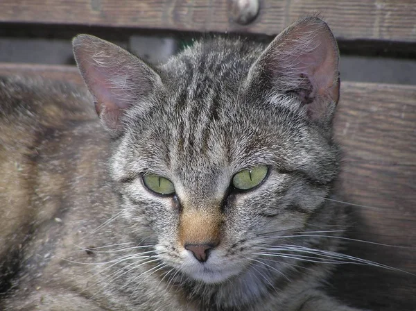 Chat Tigre Aux Yeux Verts — Photo