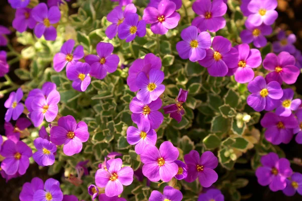 Vackra Blommor Blommigt Koncept Bakgrund — Stockfoto