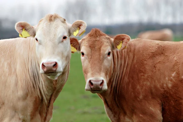 Cows Natural Landscape Selective Focus — Stock Photo, Image