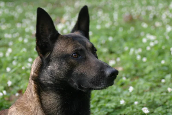 Uexell Renrasig Malinois Och Schweizisk Militärtjänst Hund Nmy Syster Har — Stockfoto