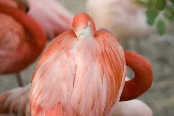 Scenic View Beautiful Bird Nature — Stock Photo, Image