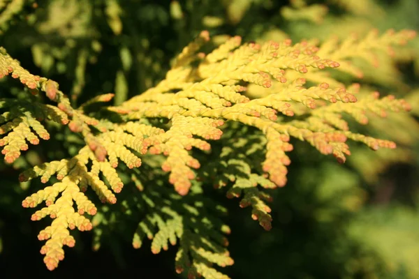 Bel Colpo Botanico Carta Parati Naturale — Foto Stock