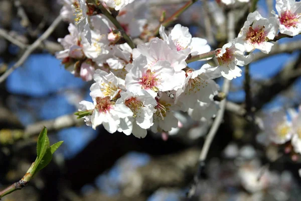 Vår Blommor Blomma Träd Grenar Vår Blommande Blommor — Stockfoto