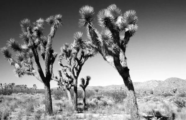 Hoog Een Woestijnvlakte — Stockfoto