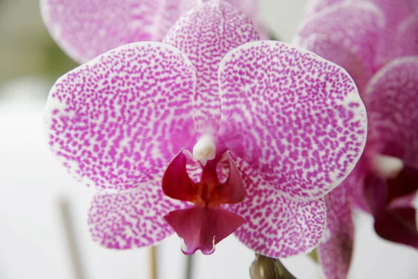 Gyönyörű Orchidea Virágok Szirmok Növény — Stock Fotó