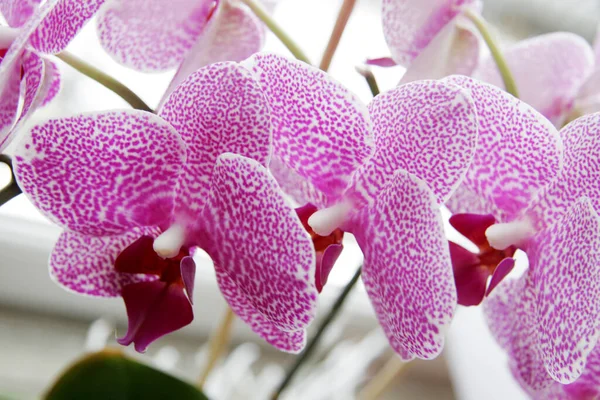 Orchidea Virág Szirmok Növény Szépség — Stock Fotó