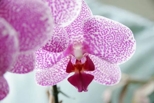 Orchidea Virágszirmok — Stock Fotó