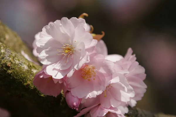 Cherry Blossom Flowers Spring — Stock Photo, Image