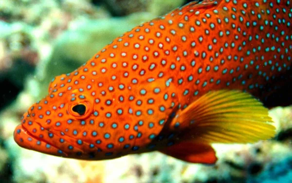 Jewel Grouper Indian Ocean Nikon F80 Hugyfot Housing Nikon 105 — Stock Photo, Image