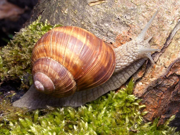 Elica Mollusco Chiocciola Animale Guscio — Foto Stock