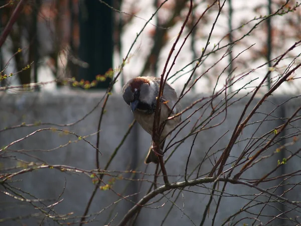 Живописный Вид Симпатичную Птицу Воробья — стоковое фото