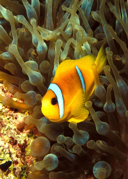 Clownfish Underwater Reef Fishes Stock Photo