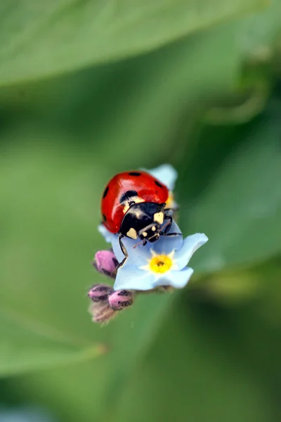 Vue Rapprochée Coccinelle Mignon Insecte — Photo