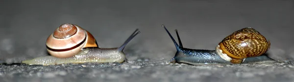 Caparazón Caracol Hélice Invertebrada — Foto de Stock