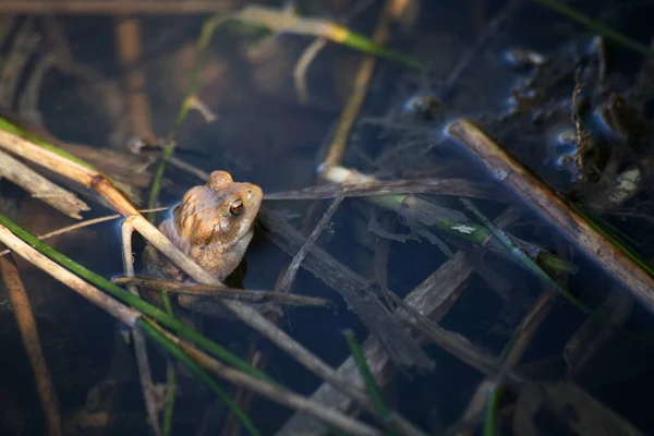 Μοναχικός Βάτραχος Μια Λίμνη — Φωτογραφία Αρχείου