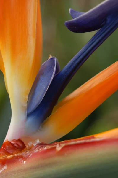 Mooie Botanische Opname Natuurlijke Wand — Stockfoto