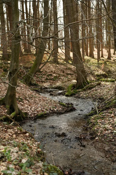 Meandrujący Strumień Lesie Lipperland — Zdjęcie stockowe