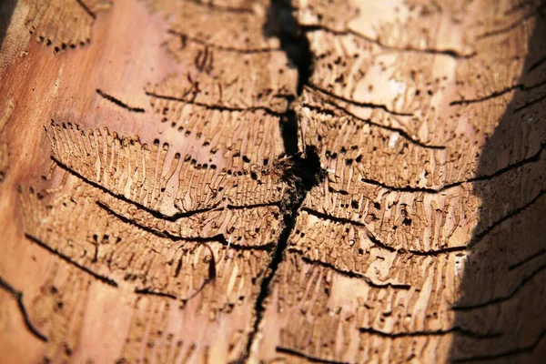 Ağaç Gövdesi Kabuğu Tahta Kereste — Stok fotoğraf