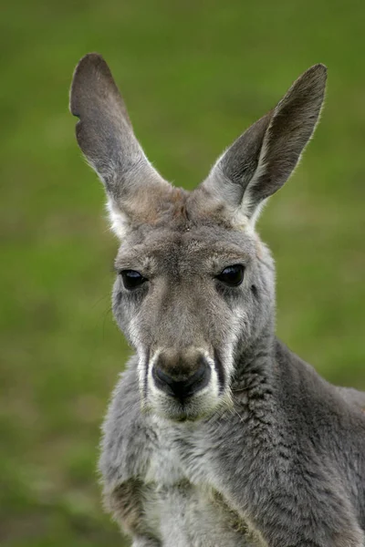 Kangaroo Väska Djur Flora Och Fauna — Stockfoto