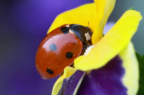 Bug Vermelho Com Pontos Ladybug — Fotografia de Stock
