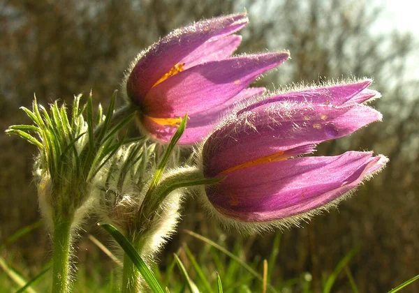 Bloemen Plantkunde Bloemen Bloemblaadjes — Stockfoto