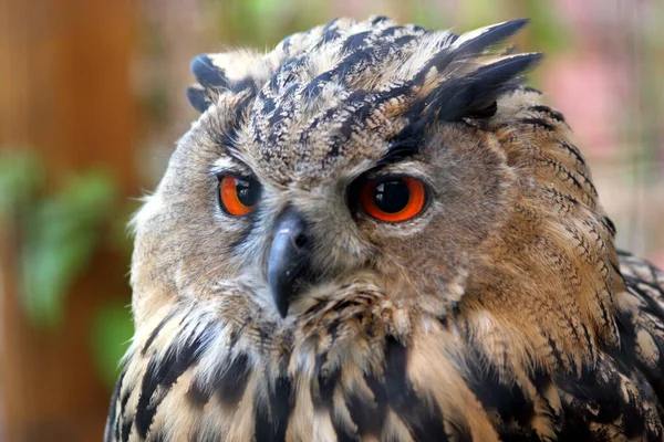 closeup view of eagle owl at wild nature