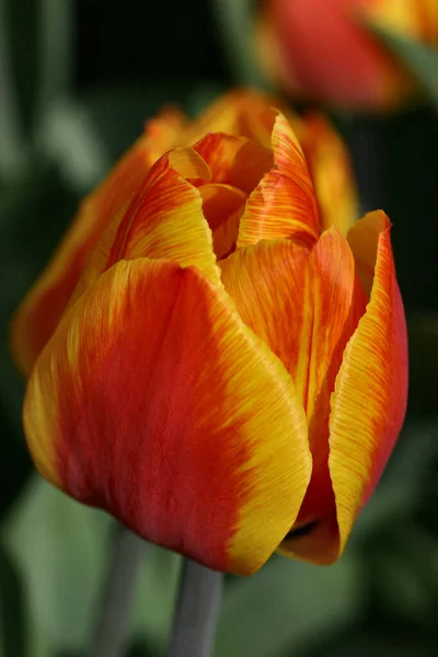 Tulips Flowers Flora Spring — Stock Photo, Image