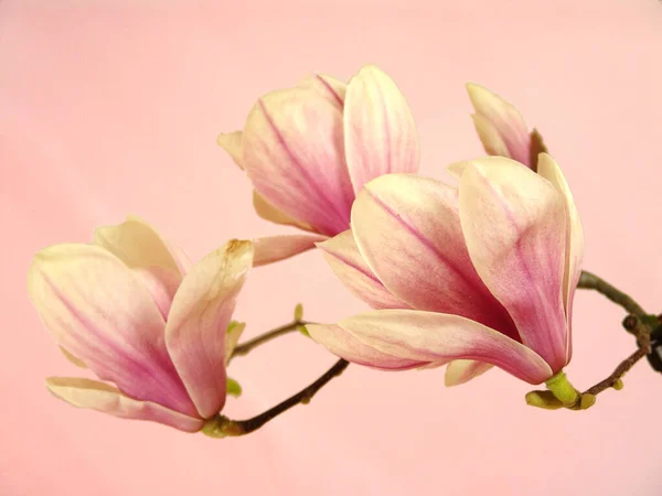 Květy Magnólie Jarní Okvětní Lístky — Stock fotografie