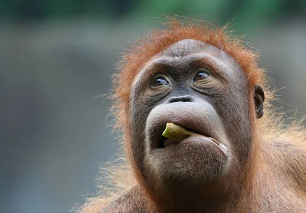 Orang Utan Affe Affentier — Stockfoto