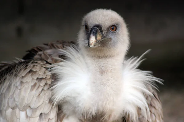 大自然における鳥類の景観 — ストック写真