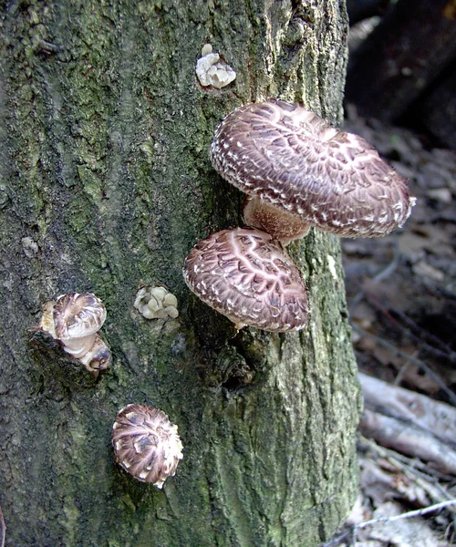 Saison Pilze Pilzpflanze — Stockfoto